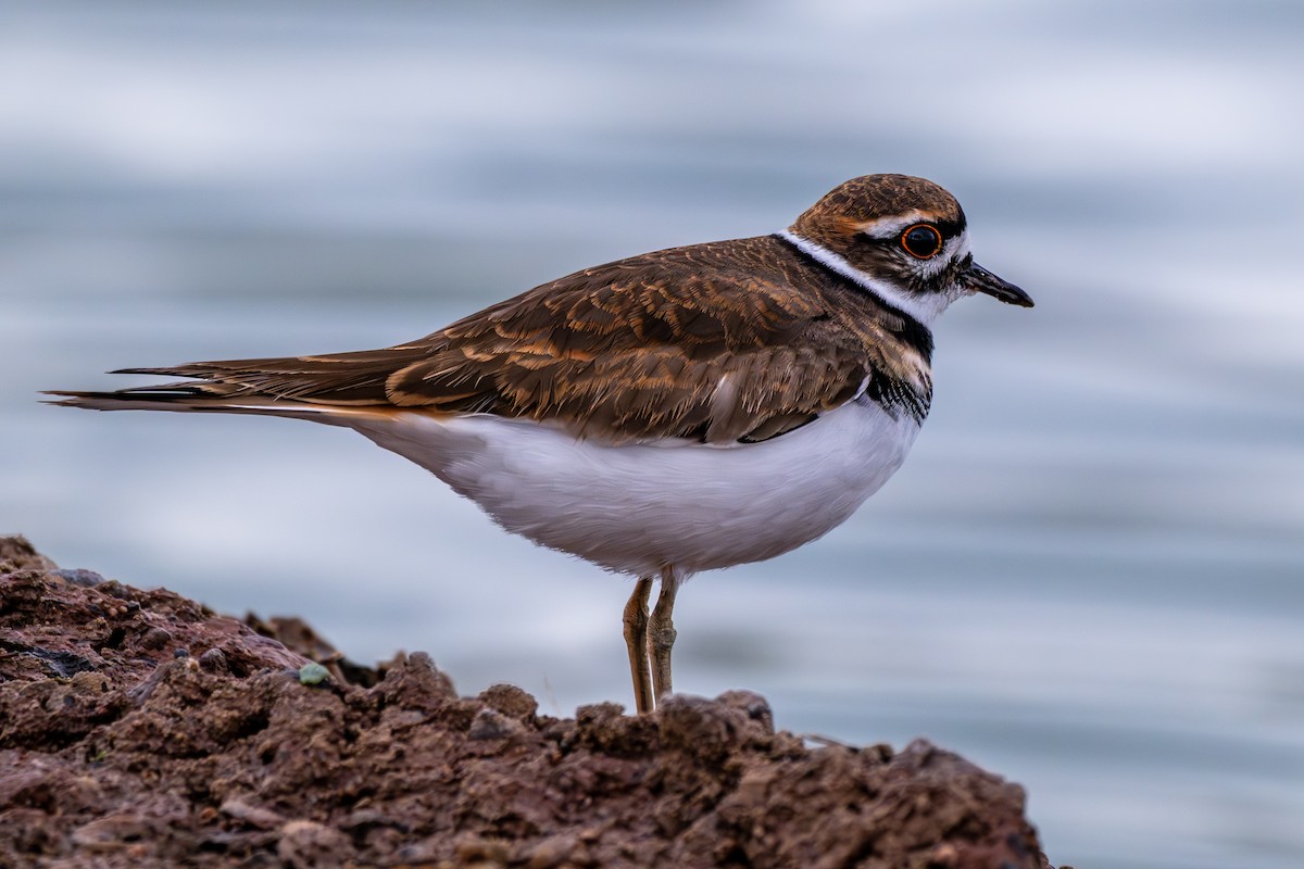Killdeer - ML645571136