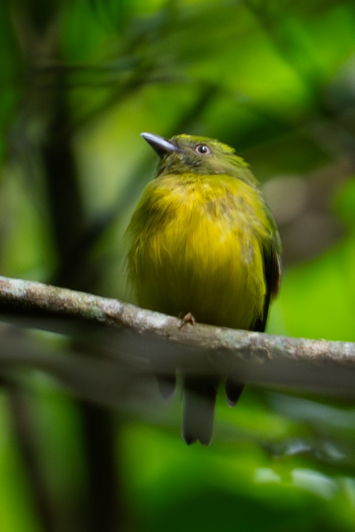 Golden-crowned Manakin - ML645571138