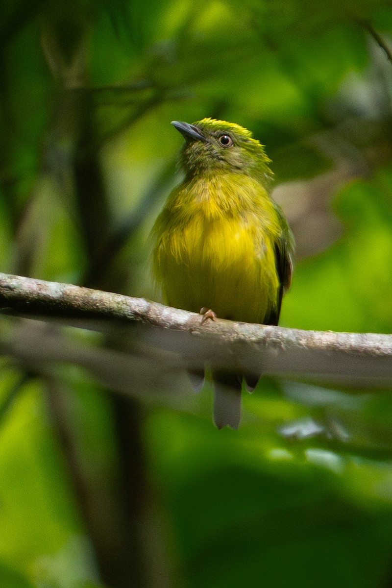 Golden-crowned Manakin - ML645571139
