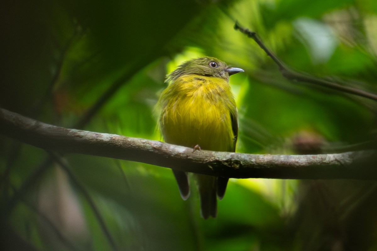 Golden-crowned Manakin - ML645571140