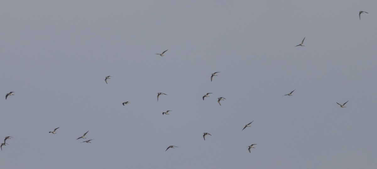 Greater Yellowlegs - ML645571141