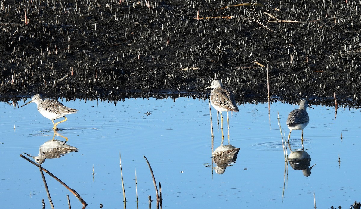 Greater Yellowlegs - ML645571142