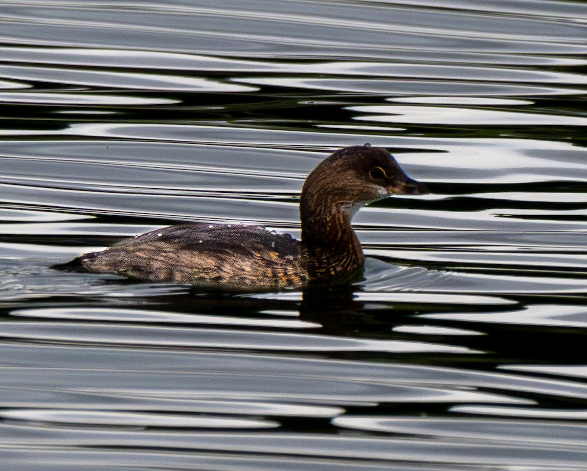Pied-billed Grebe - ML645571146