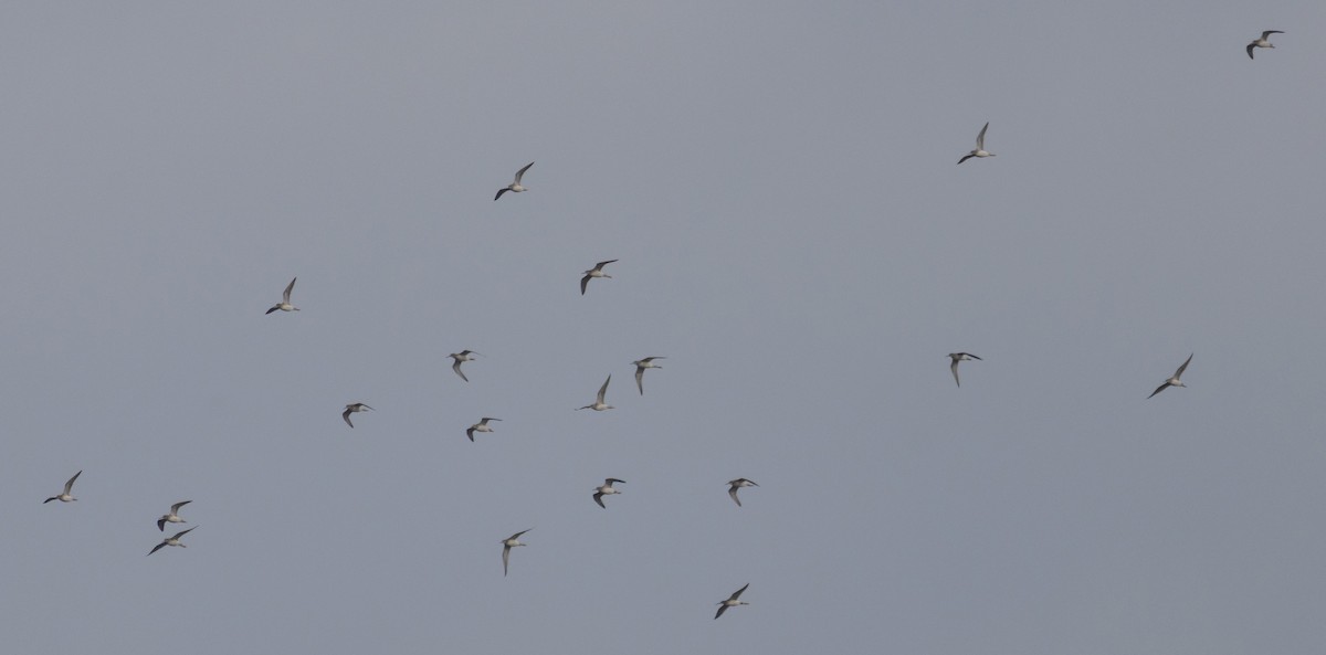 Greater Yellowlegs - ML645571150