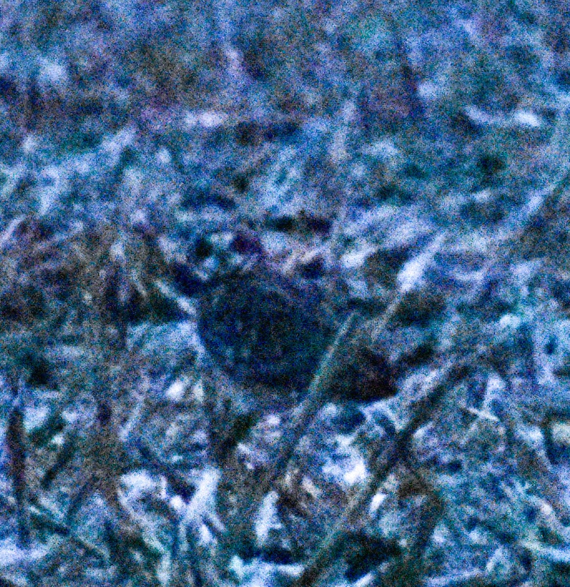 Short-eared Owl - ML645571151