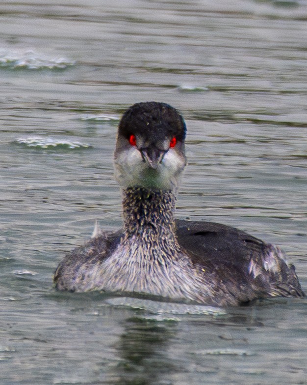 Eared Grebe - ML645571152