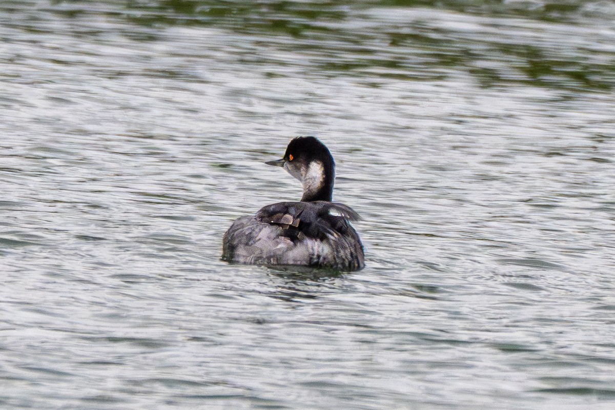 Eared Grebe - ML645571153