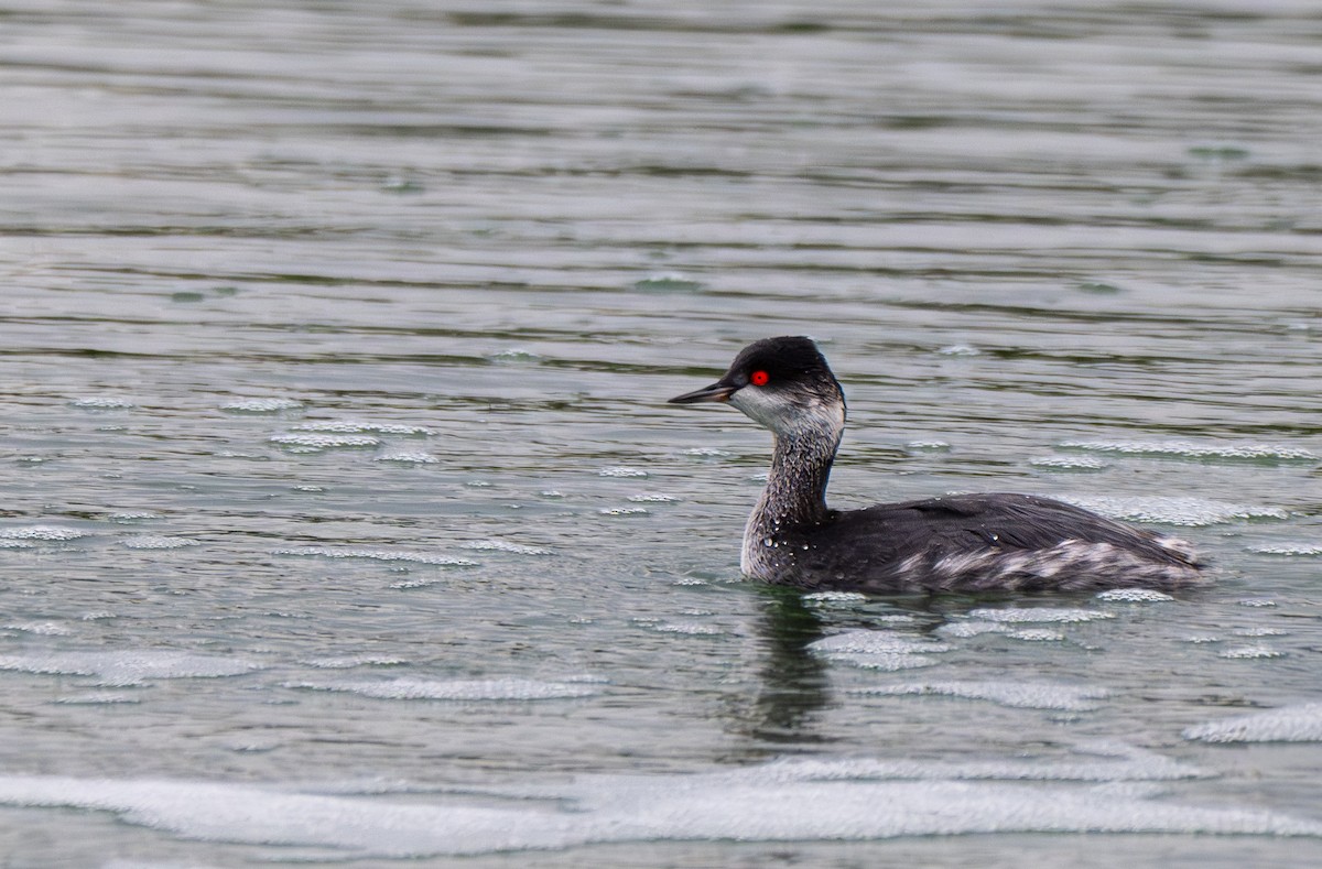 Eared Grebe - ML645571154