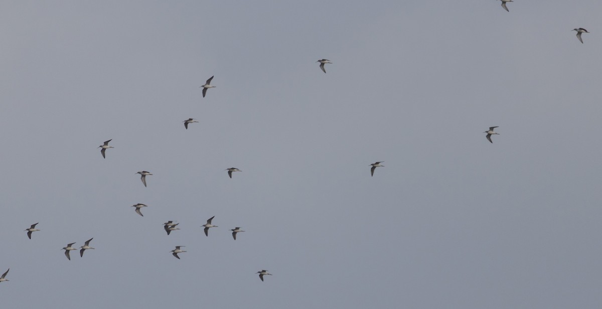 Greater Yellowlegs - ML645571155