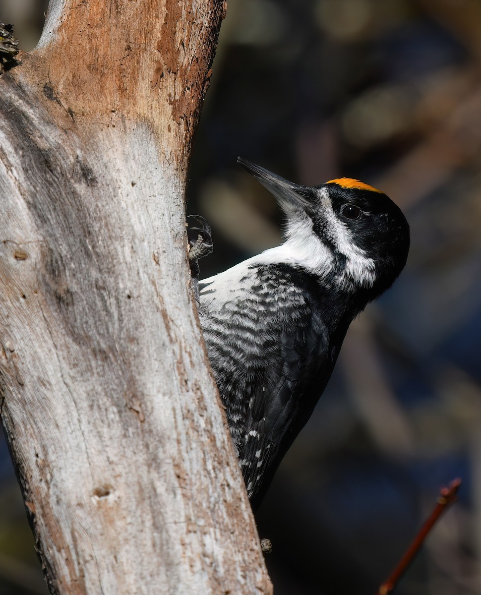 Black-backed Woodpecker - ML645571157