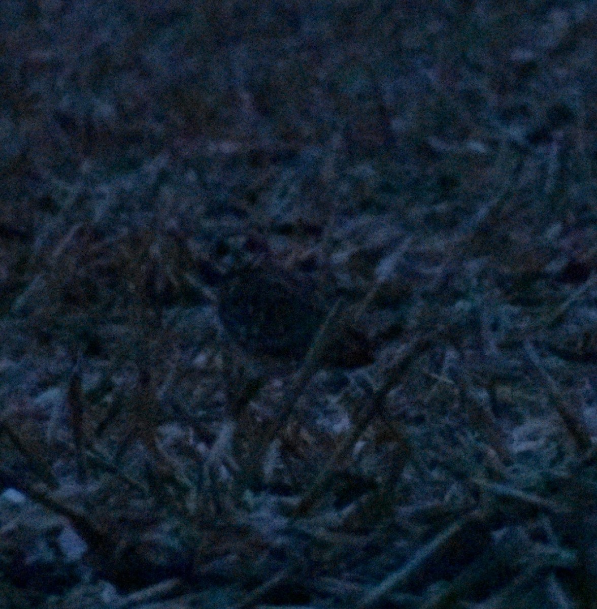 Short-eared Owl - ML645571158