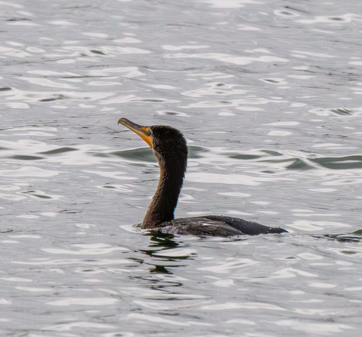 Double-crested Cormorant - ML645571161