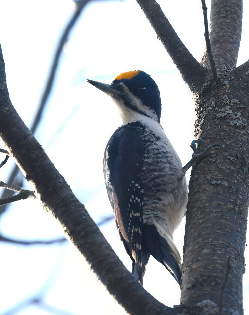 Black-backed Woodpecker - ML645571162
