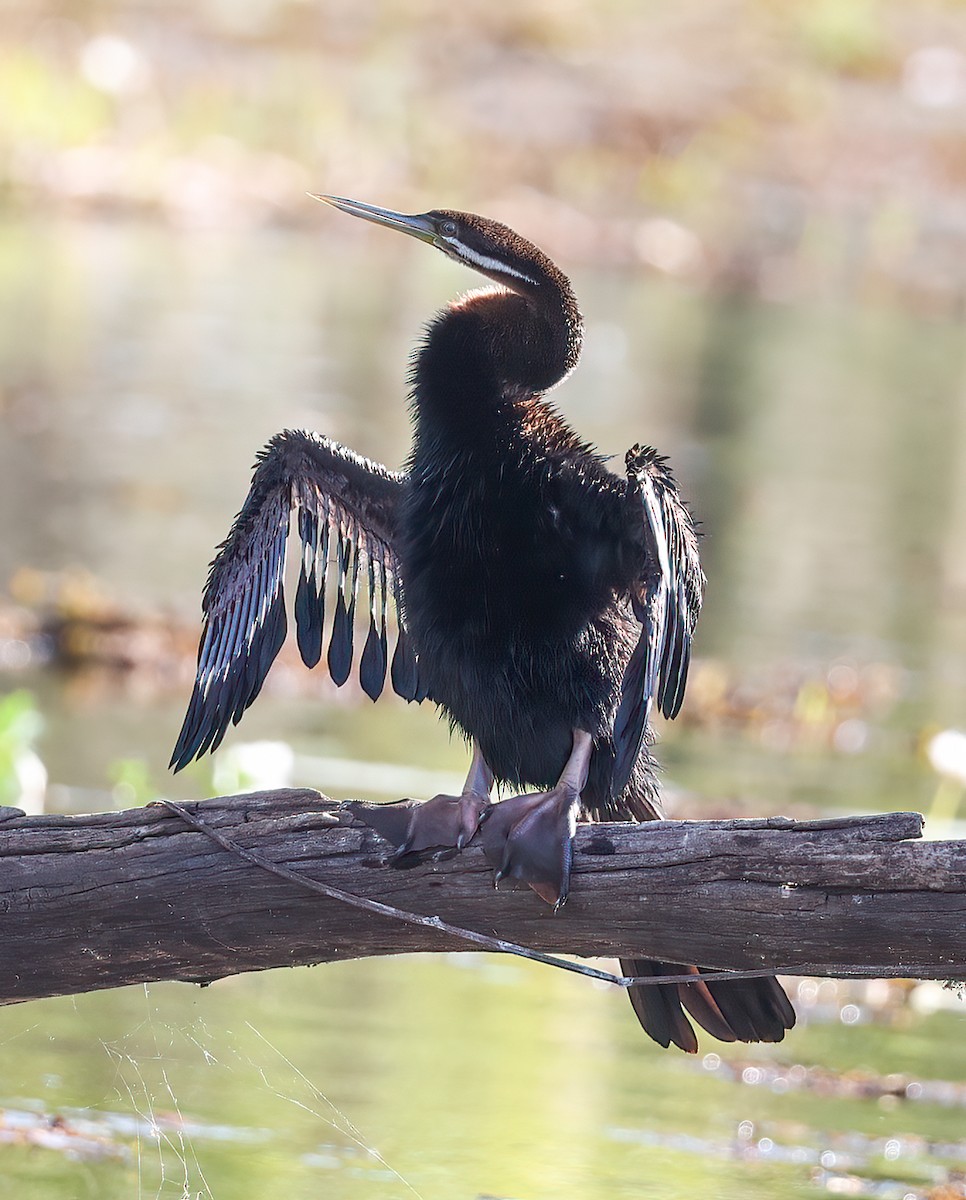 Australasian Darter - ML645571167