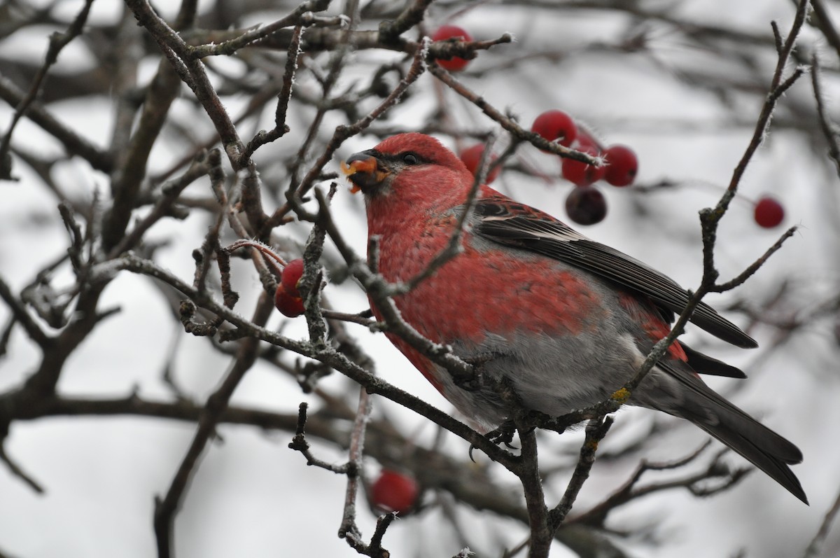 Hakengimpel - ML645571173