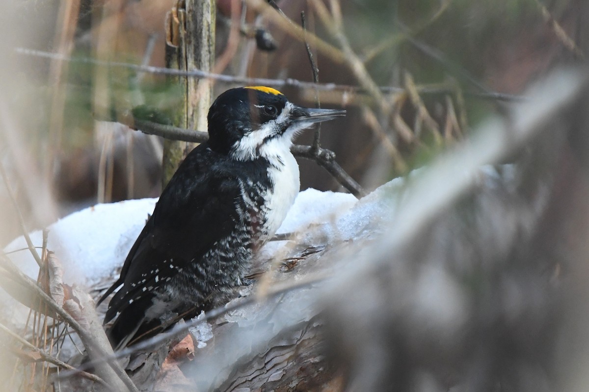Black-backed Woodpecker - ML645571184