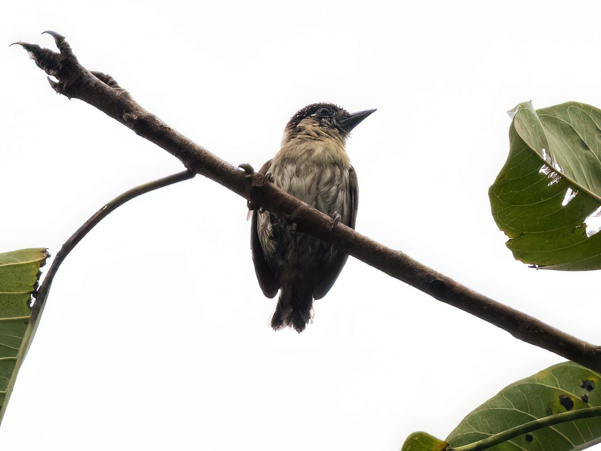 Olivaceous Piculet - ML645571186