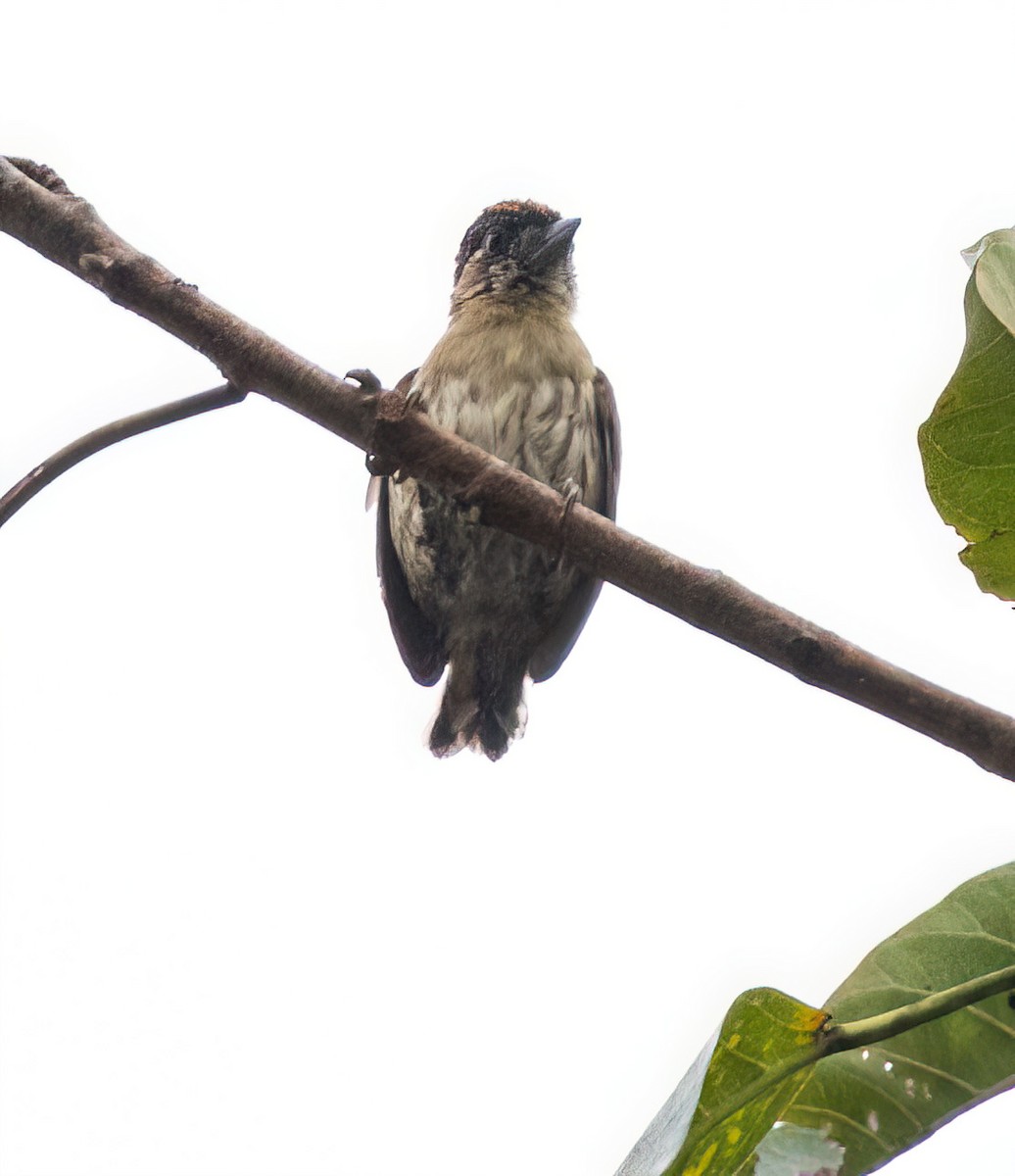 Olivaceous Piculet - ML645571187