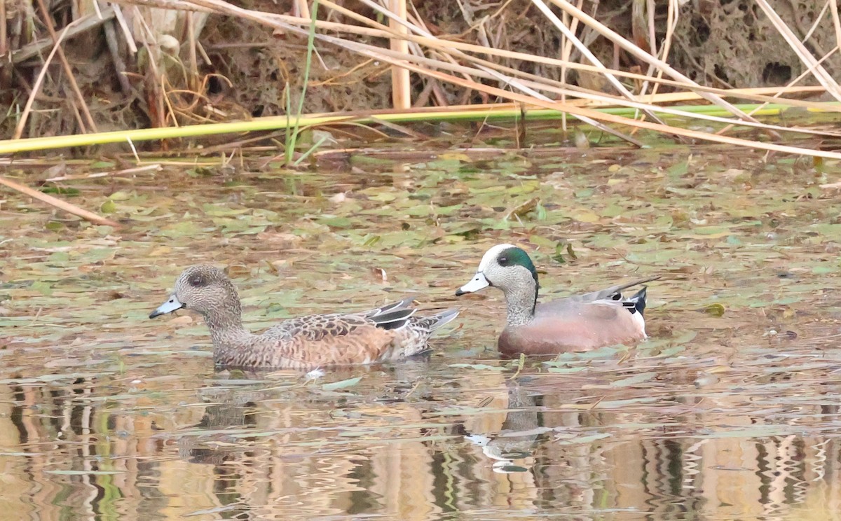 Свищ американський - ML645571189