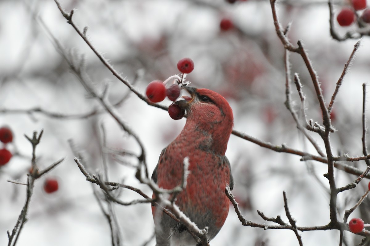 Hakengimpel - ML645571199