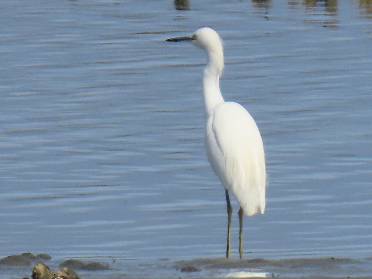 Snowy Egret - ML645571210