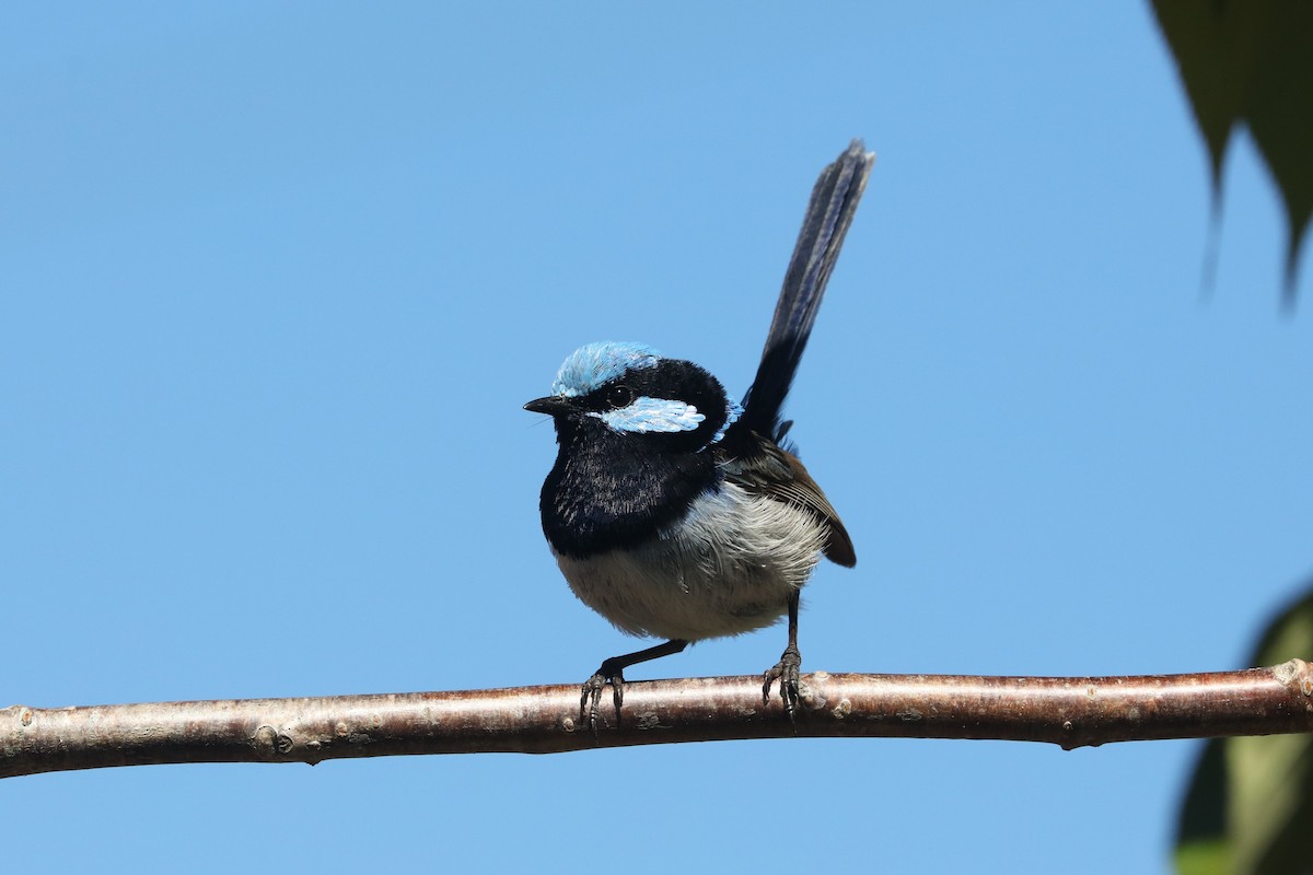 Superb Fairywren - ML645571214