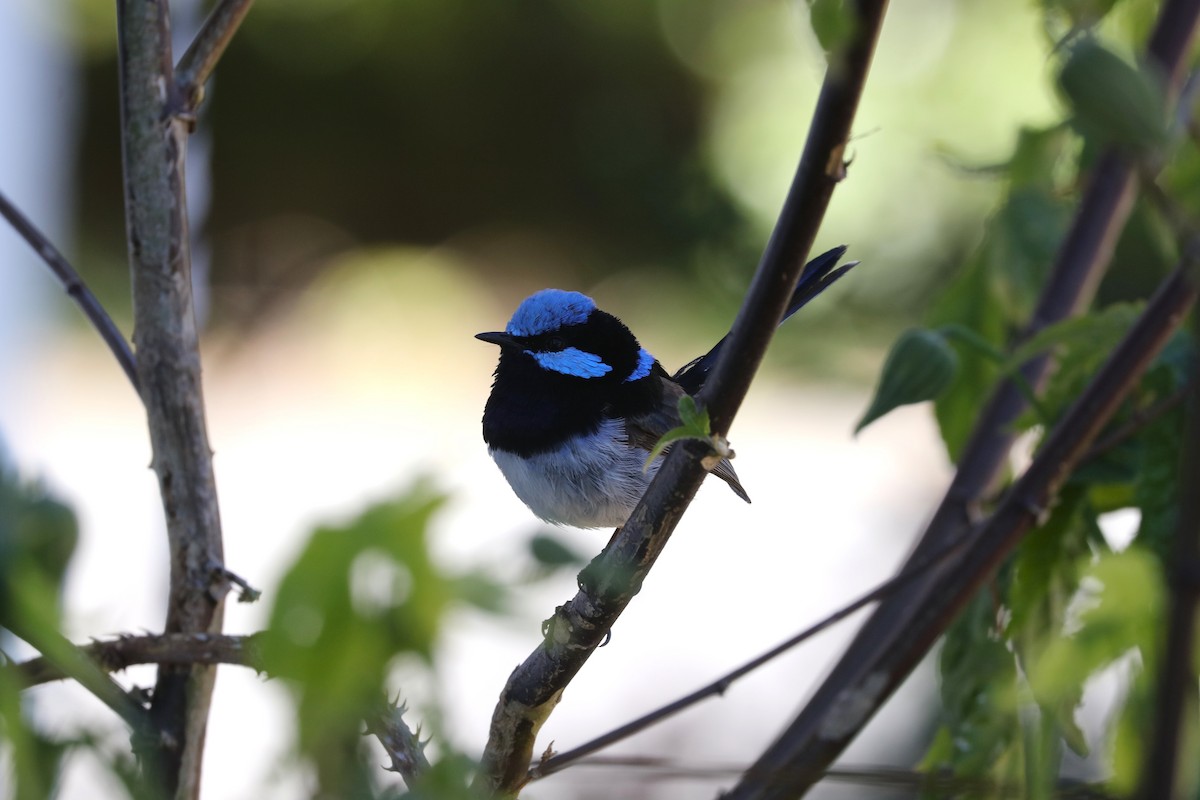 Superb Fairywren - ML645571215