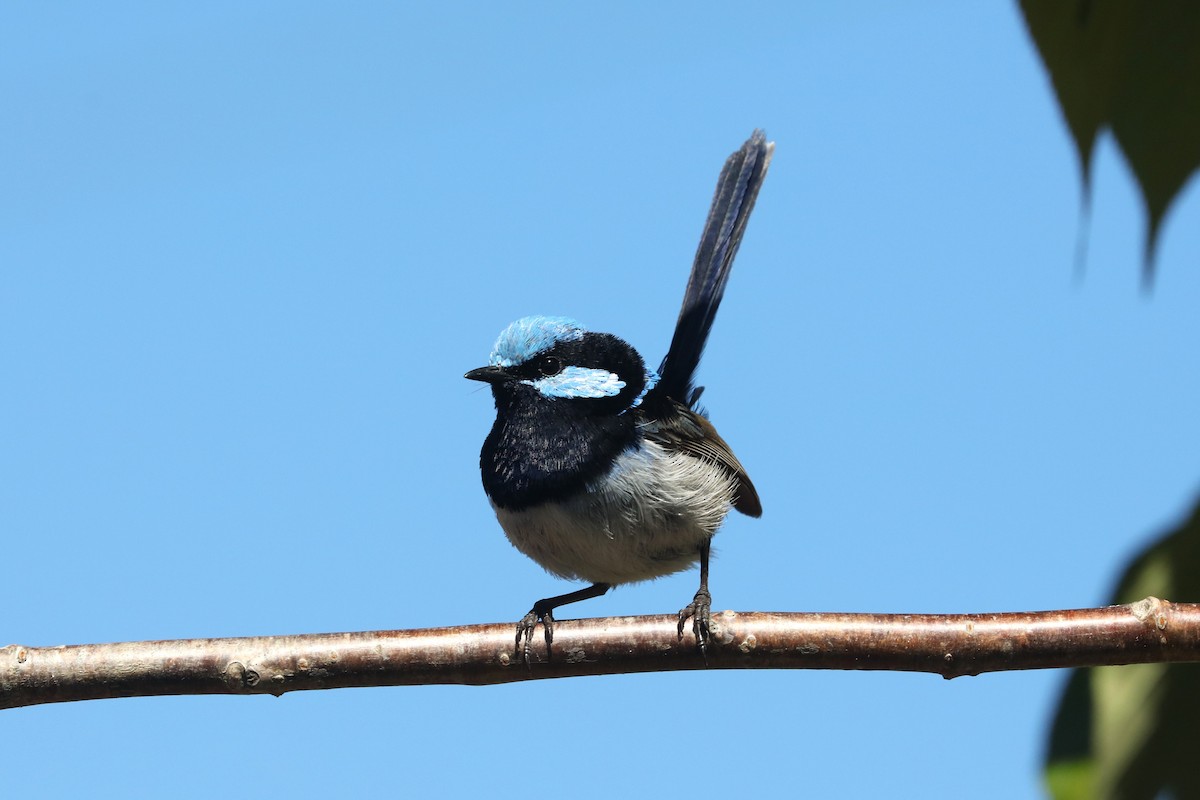 Superb Fairywren - ML645571216
