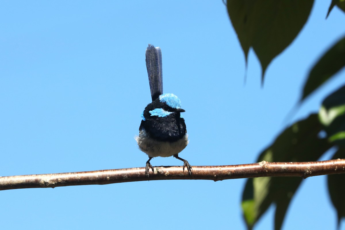 Superb Fairywren - ML645571217