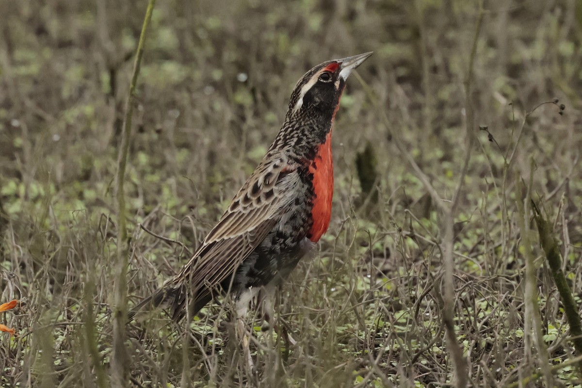 Peruvian Meadowlark - ML645571219