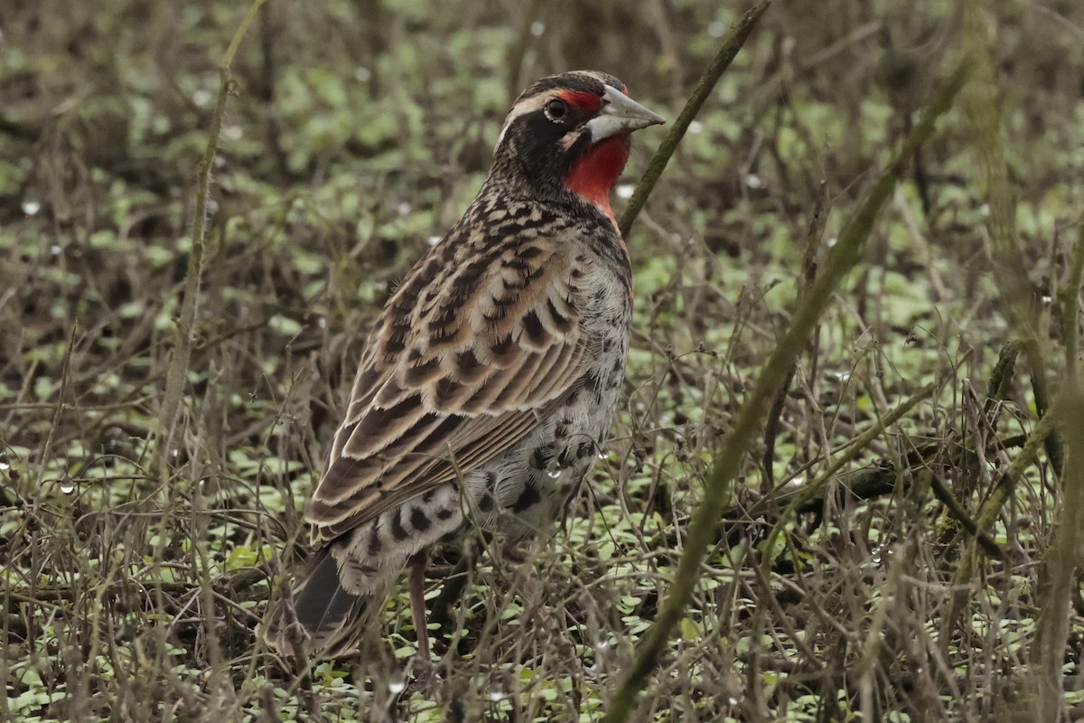 Sturnelle du Pérou - ML645571220