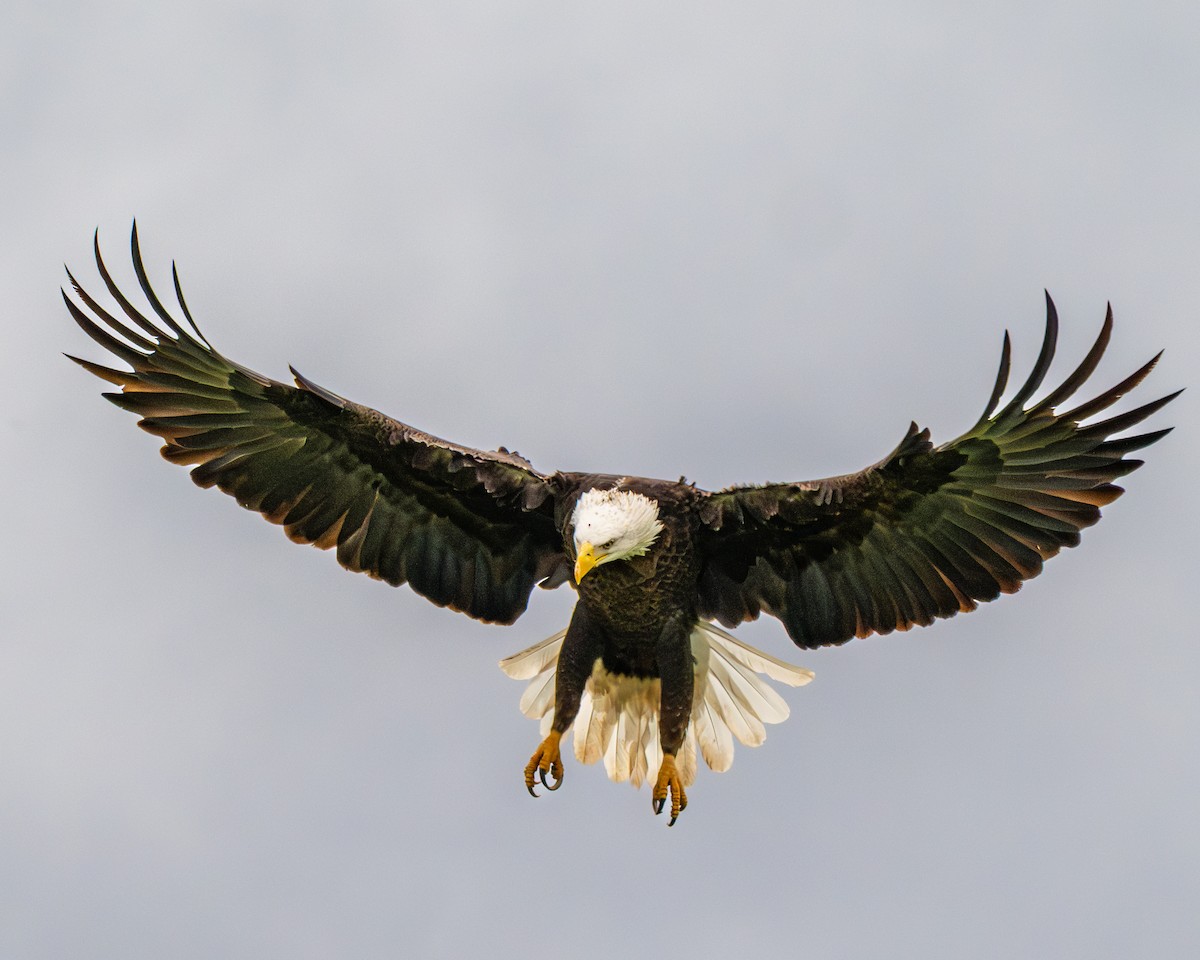 Bald Eagle - ML645571227