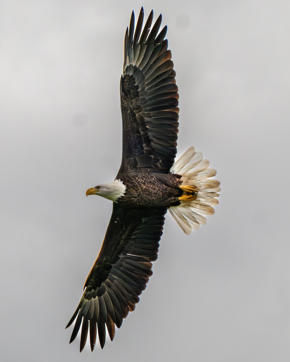 Bald Eagle - ML645571228