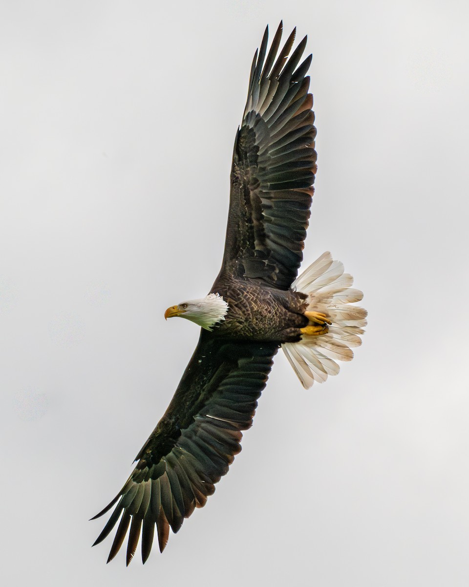 Bald Eagle - ML645571229