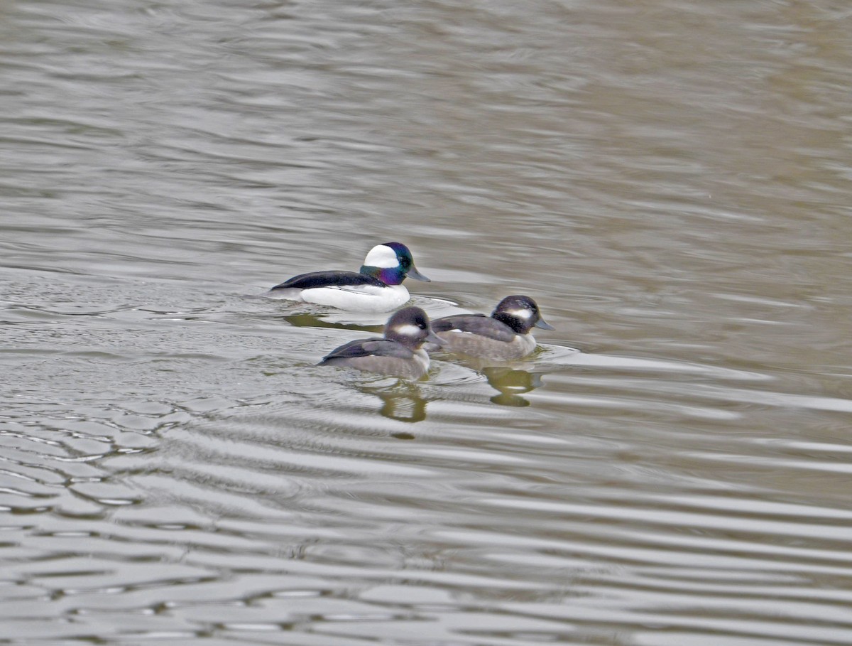 Bufflehead - ML645571231