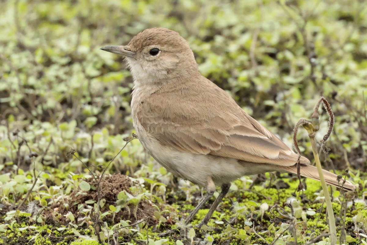 Coastal Miner - ML645571232