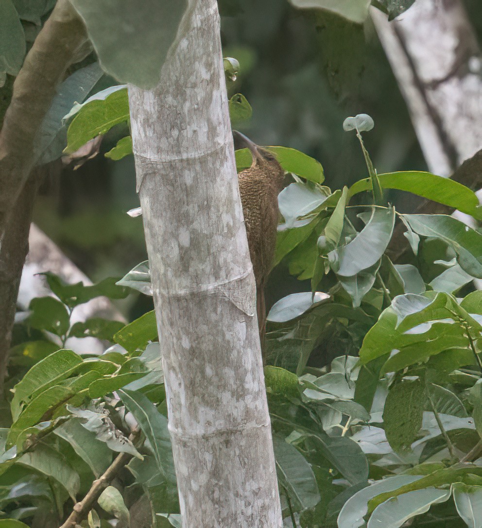 Cocoa Woodcreeper - ML645571233