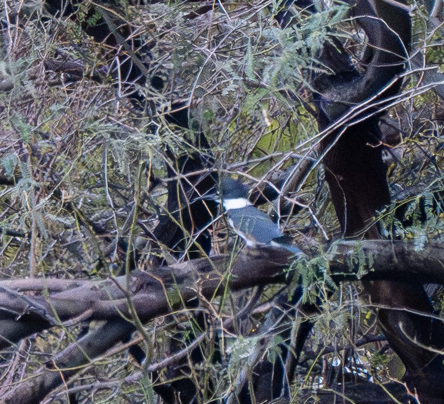 Belted Kingfisher - ML645571234
