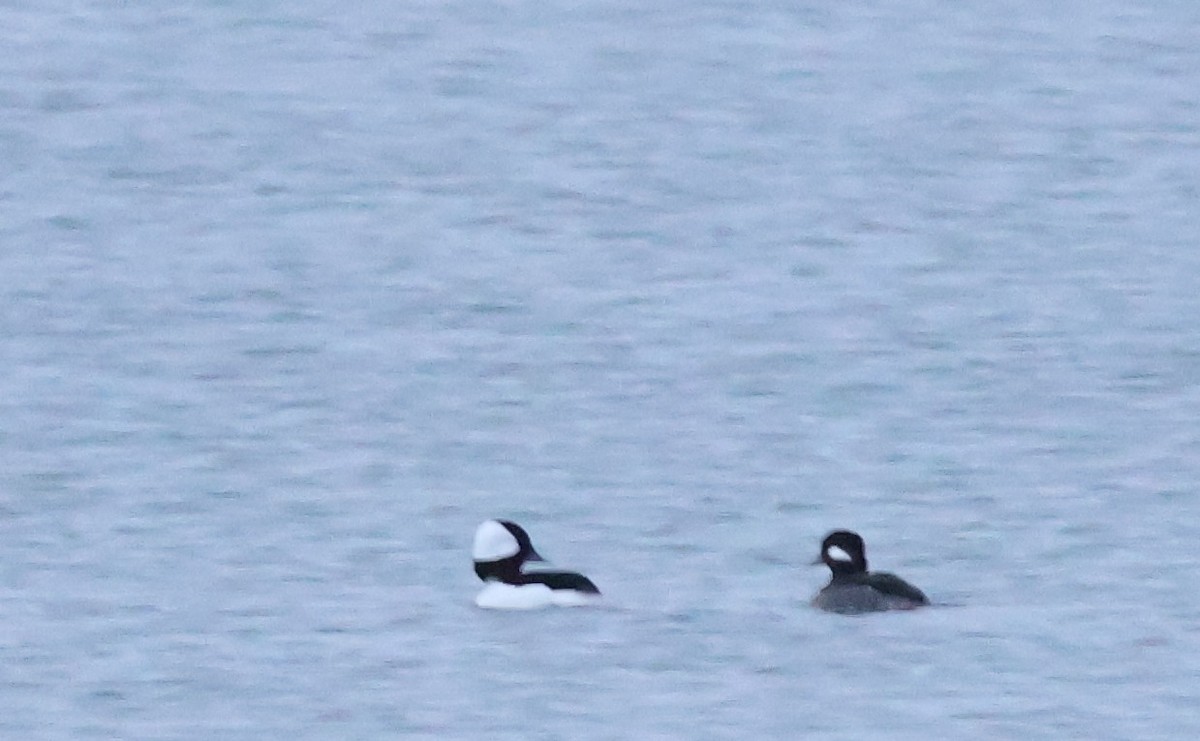 Bufflehead - ML645571235