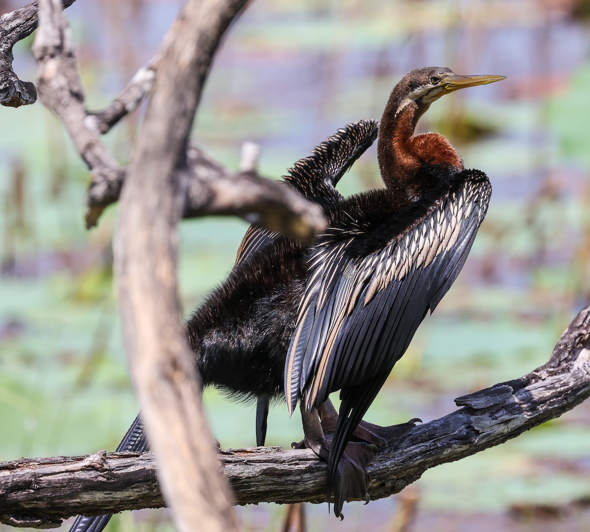 Australasian Darter - ML645571237