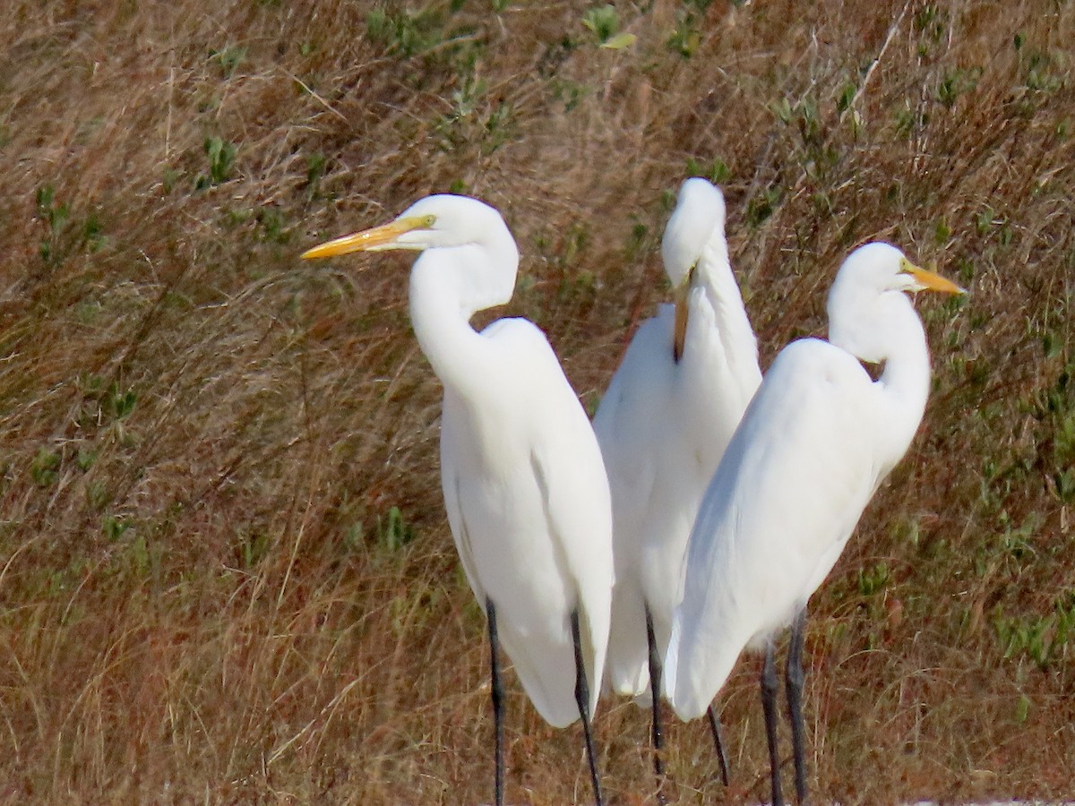 大白鷺 - ML645571238