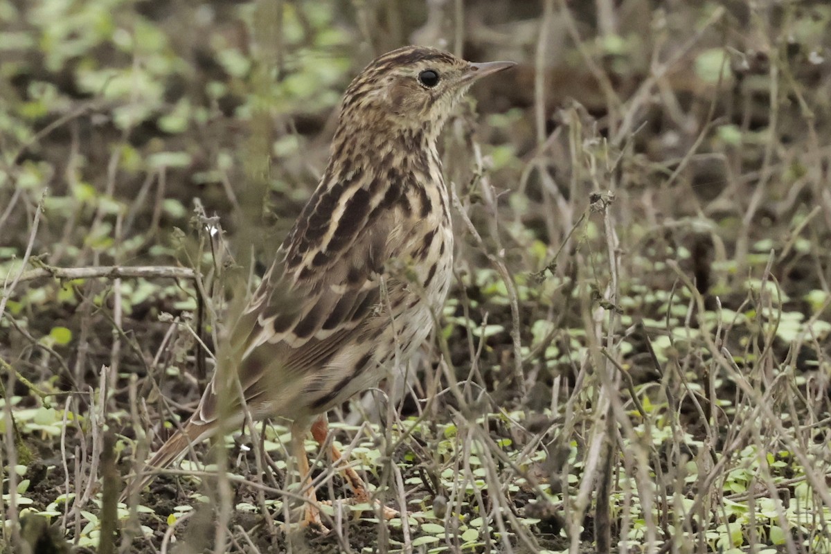 Peruvian Pipit - ML645571239