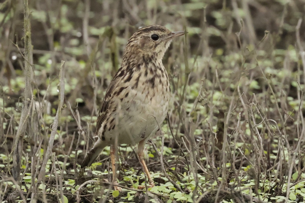 Peruvian Pipit - ML645571240