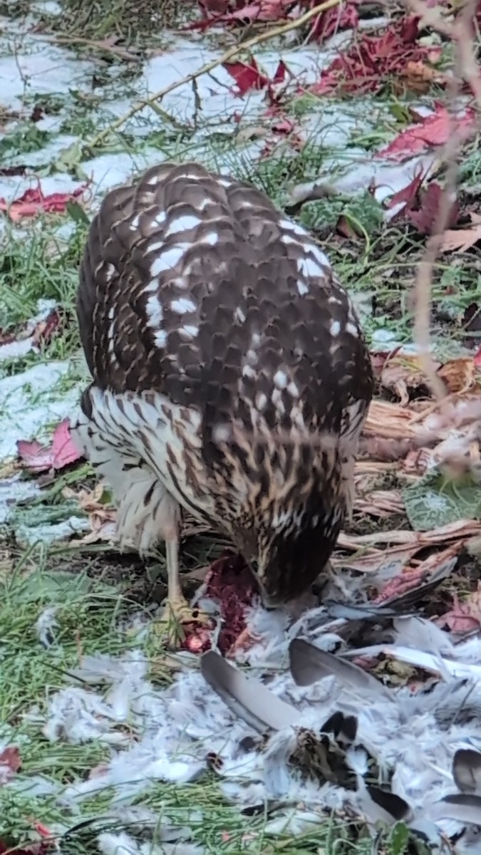Cooper's Hawk - ML645571241