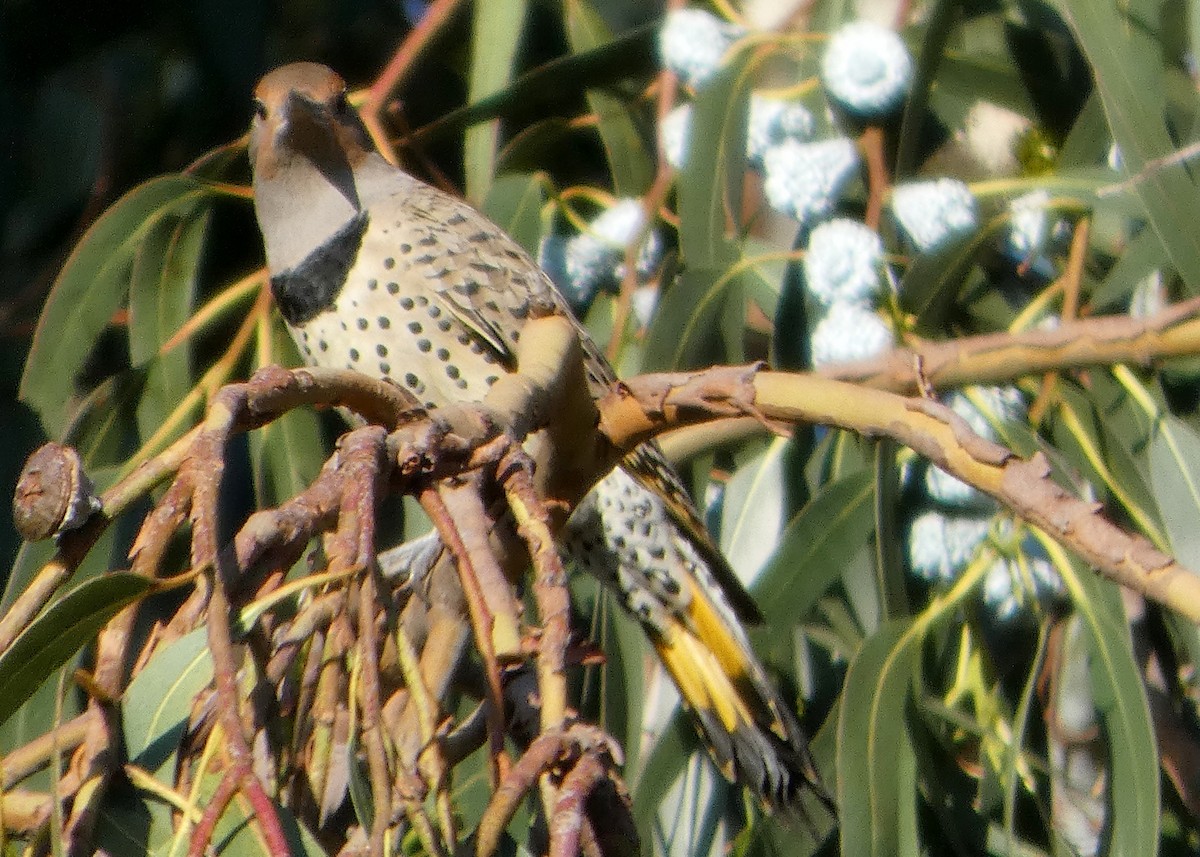 Northern Flicker (Yellow-shafted x Red-shafted) - ML645571242