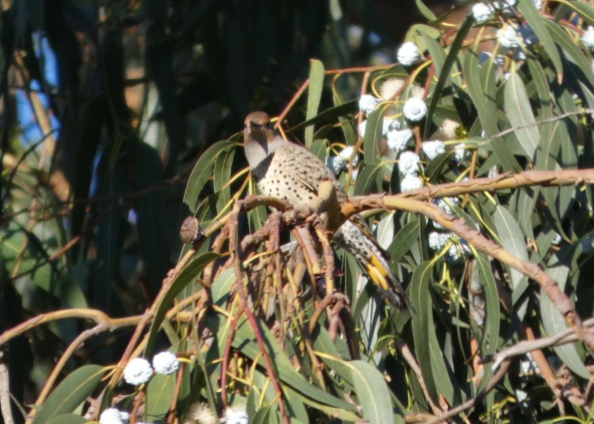 Northern Flicker (Yellow-shafted x Red-shafted) - ML645571243