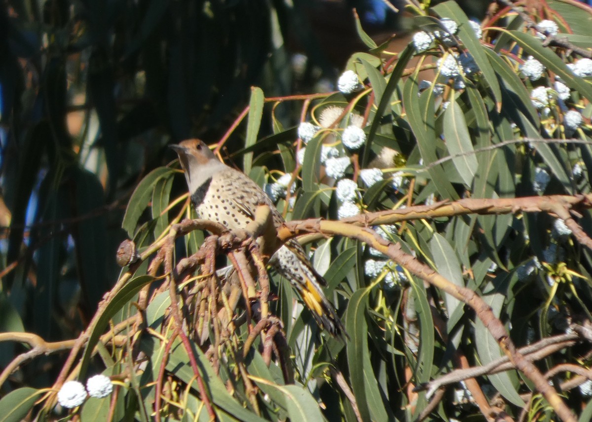 Northern Flicker (Yellow-shafted x Red-shafted) - ML645571244