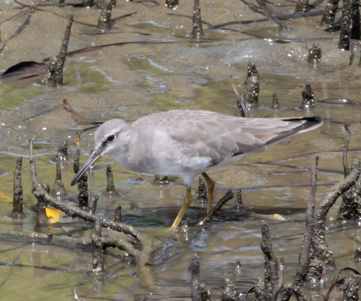 Gray-tailed Tattler - ML645571245