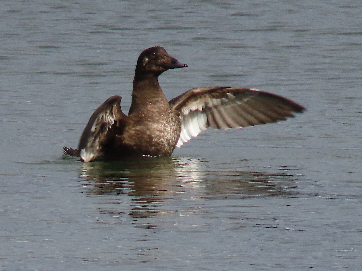 White-winged Scoter - ML645571246