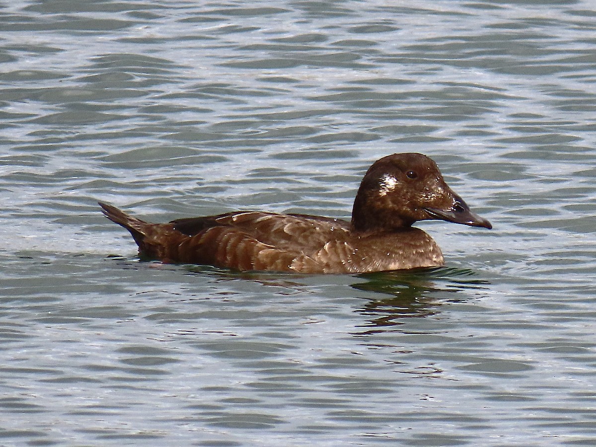 White-winged Scoter - ML645571247